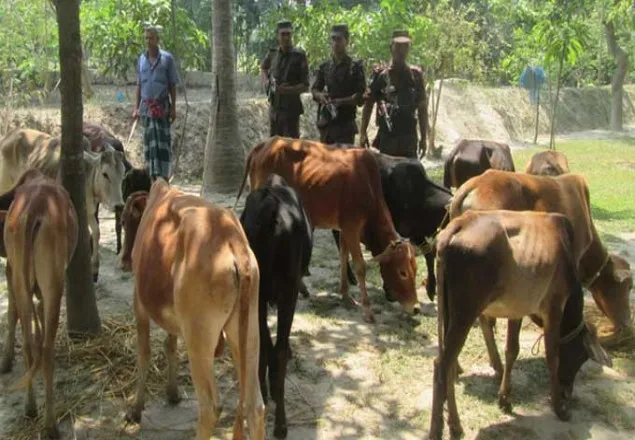 খুলনায় ভারতীয় গরু আটক ৩১