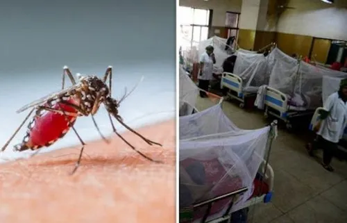 একদিনে হাসপাতালে ৯১ ডেঙ্গু রোগী