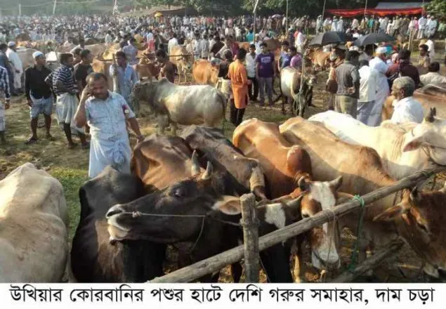 উখিয়ায় কোরবানির পশুর হাট জমজমাট