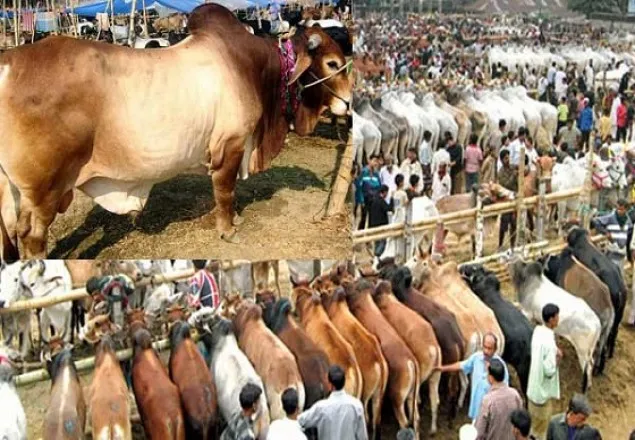 কোরবানির গরুর দাম বৃদ্ধির আশঙ্কা