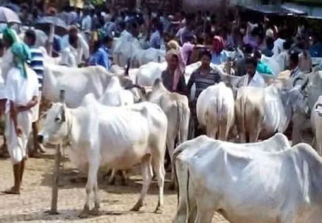 জমছে না ঠাকুরগাঁয়ে কুরবানী পশুর হাট