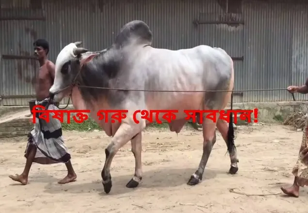 বিষাক্ত গরু থেকে সাবধান: হতে পারে ক্যান্সার!