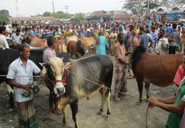 জামালপুরে কোরবানির পশুর হাট জমজমাট