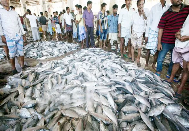 বঙ্গোপসাগরে ধরা পড়ছে ঝাঁকে ঝাঁকে ইলিশ