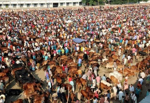 কোরবানির পশুর হাটে বিক্রি বেড়েছে
