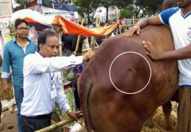রাজধানীতে গরু ফুলাতে গিয়ে ধরা পড়লেন ৩ ব্যবসায়ী