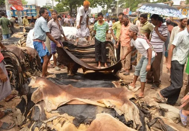 এবার ও চামড়ার সিংহভাগ যাবে হাজারীবাগে