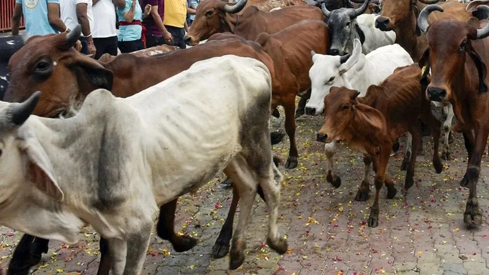 পশ্চিমবঙ্গে প্রকাশ্যে গরুসহ সব ধরনের পশু জবাই নিষিদ্ধ করল বিজেপি
