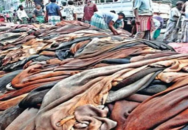 ১৫শ’ টাকায় কেনা চামড়া ৯শ’তে বিক্রি