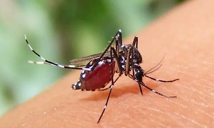 ডেঙ্গুতে মৃত্যুর সংখ্যা হাজার ছাড়াল