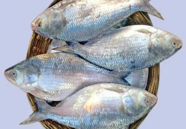 পুকুরেও ধরা পড়ছে ইলিশের ঝাঁক