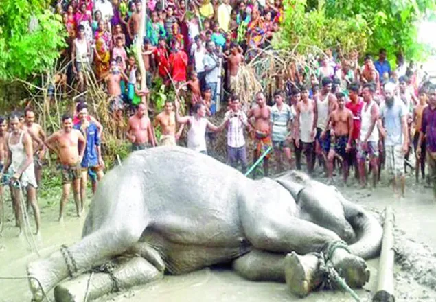 'হাতি বঙ্গবাহাদুরের মৃত্যু লিভারে পানি জমে'