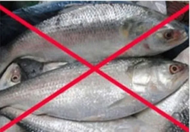 ২২ দিন ইলিশ মাছ ধরা ও বিক্রি নিষিদ্ধ
