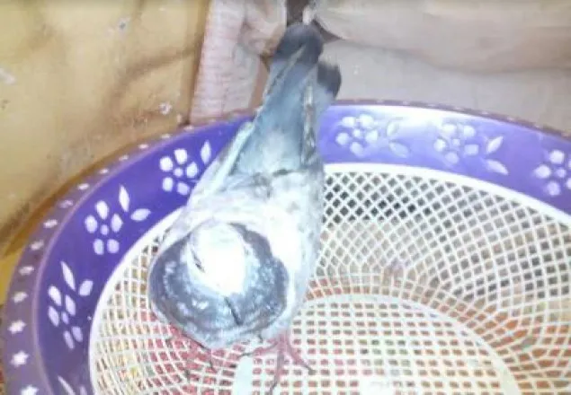 মোদিকে কবুতর পাঠিয়ে হুমকি (ভিডিও)