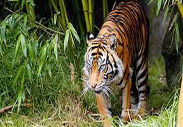 আজ বিশ্ব প্রাণী দিবস