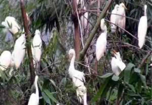 গাইবান্ধায় মানুষের ভালবাসায় পাখির অভয়াশ্রম