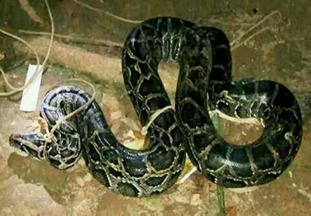 রামগড়ে ২০ কেজি ওজনের অজগর সাপ উদ্ধার