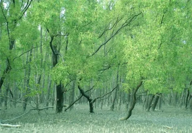 সুন্দরবনে ২ বনদস্যু গ্রেফতার