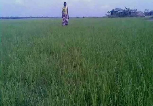রংপুর চিনিকলের নিরাপত্তারক্ষীকে অপহরণ