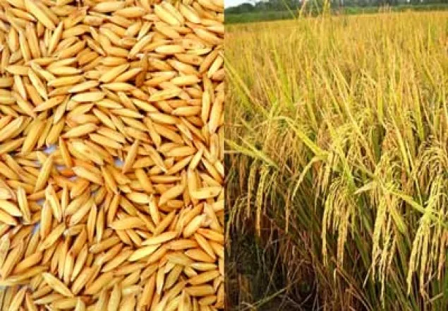 ঠাকুরগাঁওয়ে ধান ও বীজের টাকা পাচ্ছে না কৃষক 