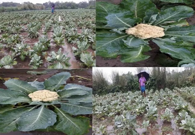 গাইবান্ধার বাজারে নতুন ফুলকপি, কেজি ৯০ টাকা 