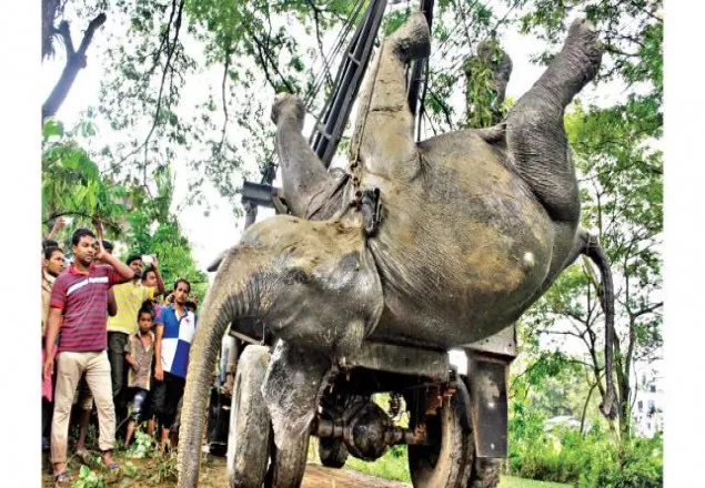 বিদ্যুৎস্পৃষ্ট হয়ে হাতির বাচ্চার মৃত্যু