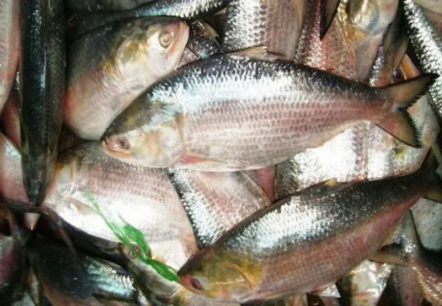 বুধবার থেকে ইলিশ ধরা ও বিক্রি নিষিদ্ধ