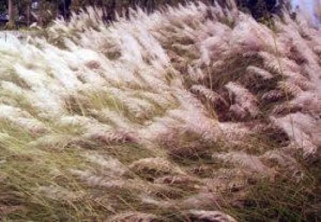গ্রামবাংলার শোভা কাশবন এখন বিলুপ্তির পথে