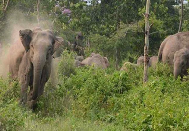 শেরপুরে বন্য হাতির পায়ে পিষ্ট হয়ে নিহত ৩ 