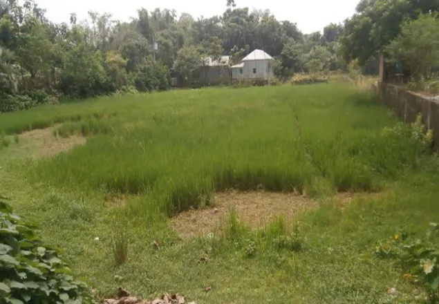 খেলার মাঠে আওয়ামী লীগ নেতার ধান চাষ!