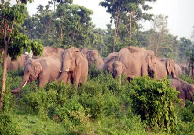 ফের শেরপুরে বন্য হাতির আক্রমণে নিহত ১