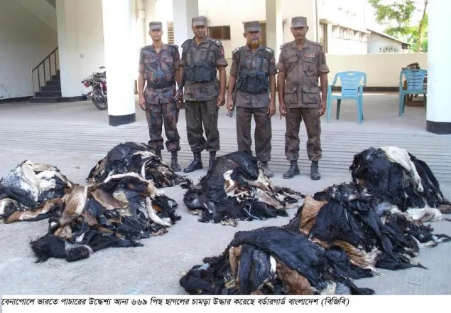 বেনাপোল সীমান্ত থেকে ৬৬৯ টি চমড়া উদ্ধার