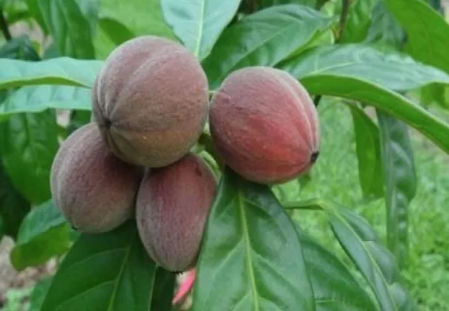 ৫ মিনিটেই ধ্বংস হবে ক্যান্সার!