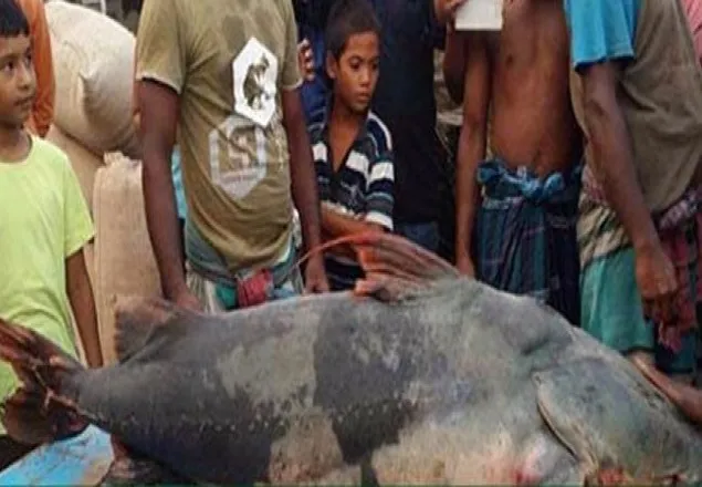 যমুনায় ধরা পড়লো ৫২ কেজি ওজনের একটি বাঘা