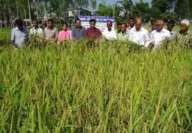 গাইবান্ধায় বিইউ-১ ধান কর্তনের উপর মাঠ দিবস