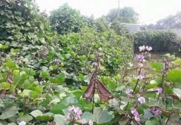পচন আতংকে পলাশবাড়ীর শিম চাষিরা
