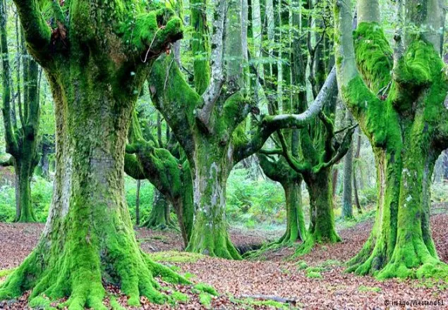 বিশ্বের রহস্যময় কিছু ভূতুড়ে ছবি