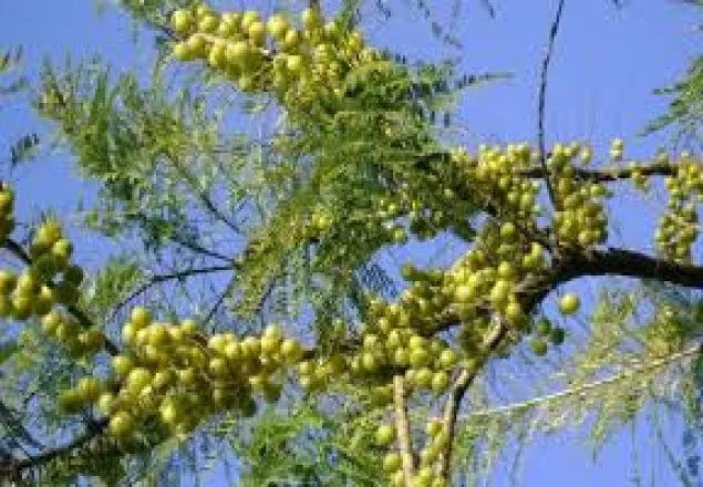 একটি আমলকী যে ৭ টি কঠিন সমস্যা দূর করবে