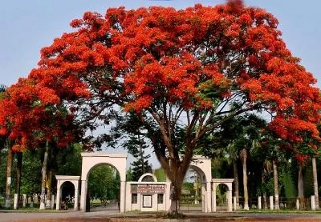 ২২ নভেম্বর ইসলামী বিশ্ববিদ্যালয় দিবস