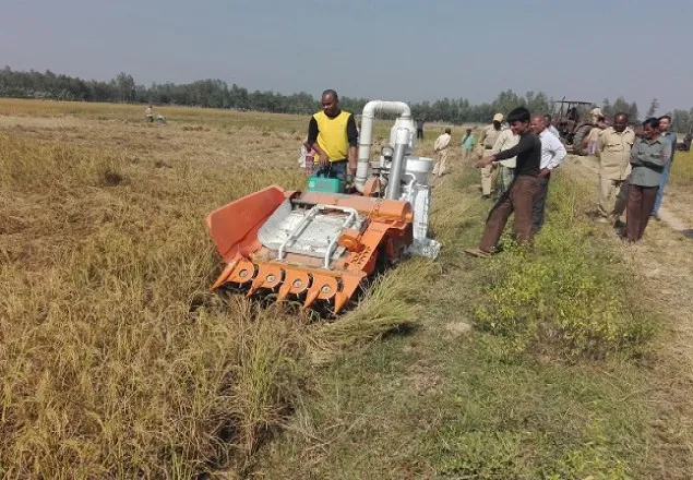 চিনিকল কর্তৃপক্ষের তত্তাবধানে কাটা হচ্ছে সাঁওতালদের ধান
