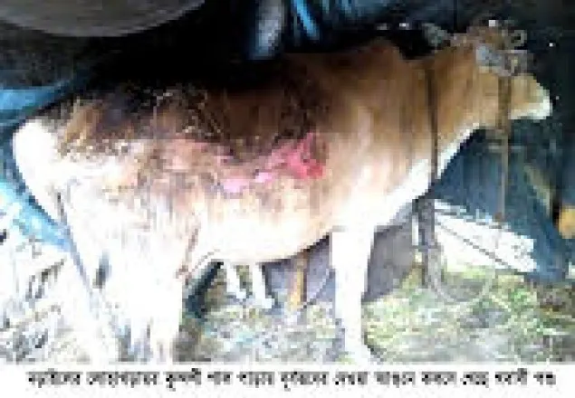 নড়াইলে হিন্দু পরিবারের গোয়ালঘরে দুর্বৃত্তদের আগুন