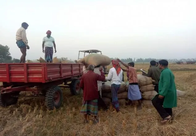 গাইবান্দার সাঁওতালরা  ধান গ্রহন করলো 