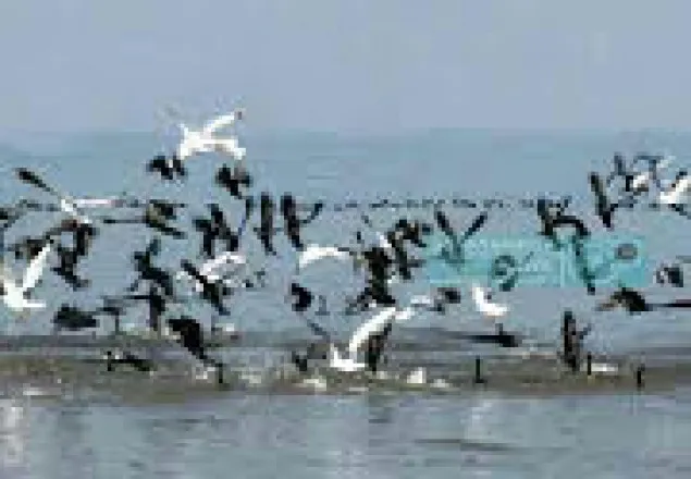 নড়াইলে পাখিদের গ্রাম এক নতুন সম্ভাবনা