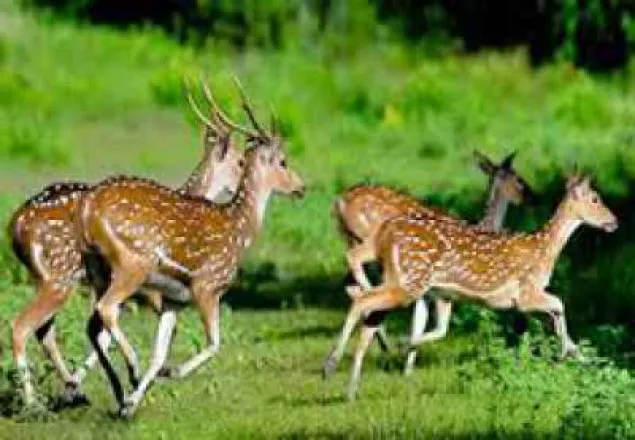 সুন্দরবনে হরিণ শিকারীর অভিযোগে আটক ৮ 