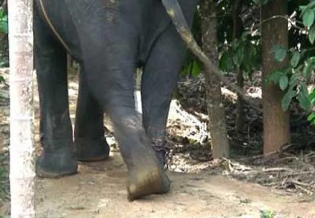উখিয়ায় হাতির পায়ে কাঠুরিয়ার মৃত্যু
