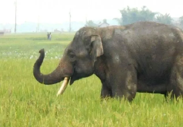 শেরপুরে বন্যহাতির আক্রমণে কৃষকের মৃত্যু