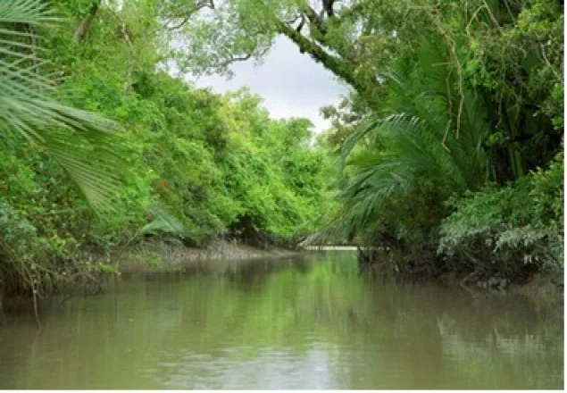 সুন্দরবনে পর্যটকবাহী লঞ্চে আগুন
