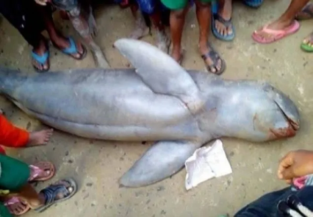 নড়াইলে জেলের জালে ডলফিন