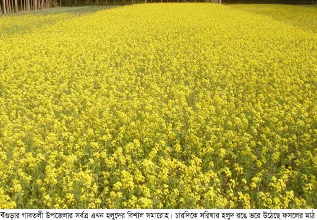 বগুড়ায় সরিষার বাম্পার ফলনের সম্ভাবনা 