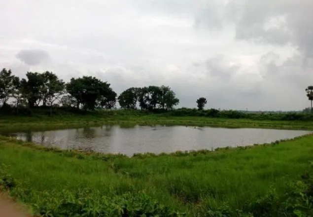 ধান পেলেও সাঁওতালদের চাষ করা মাছের কী হবে?